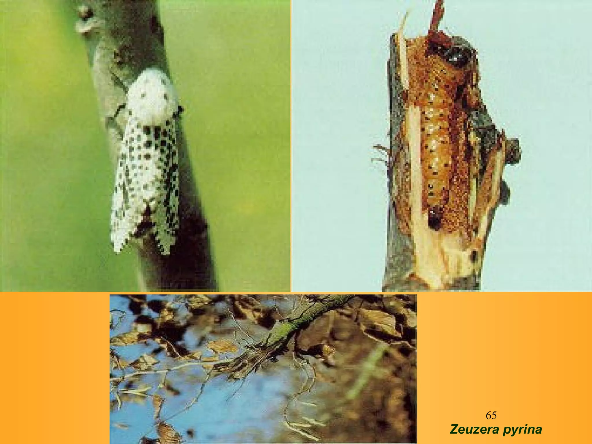 Zeuzera pyrina    