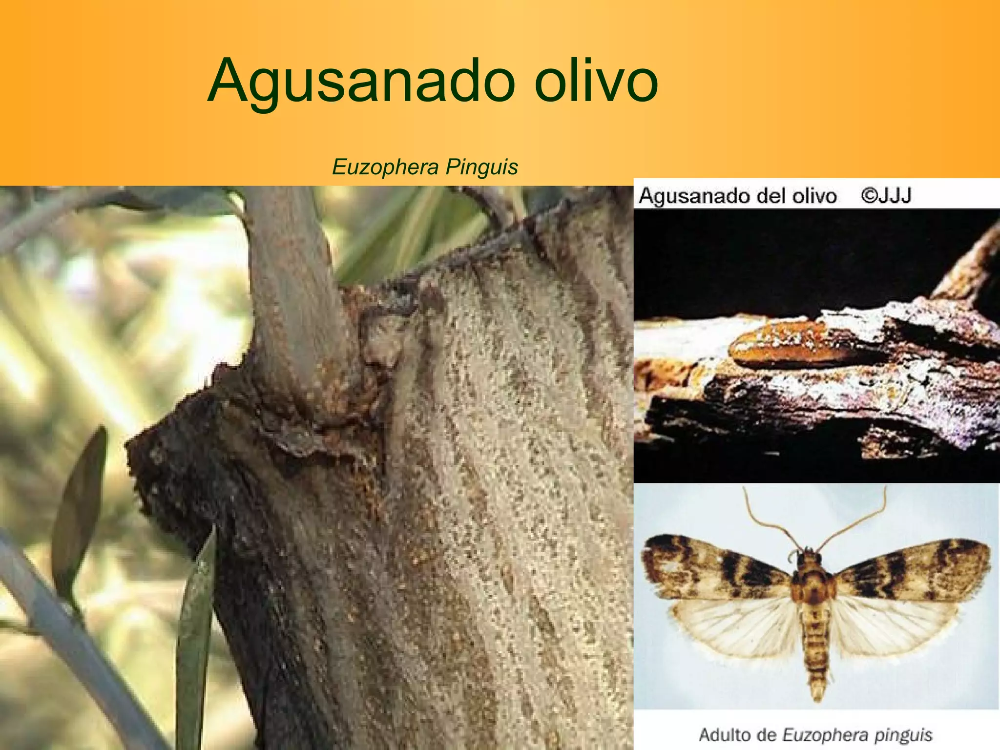 Agusanado olivo Euzophera Pinguis   
