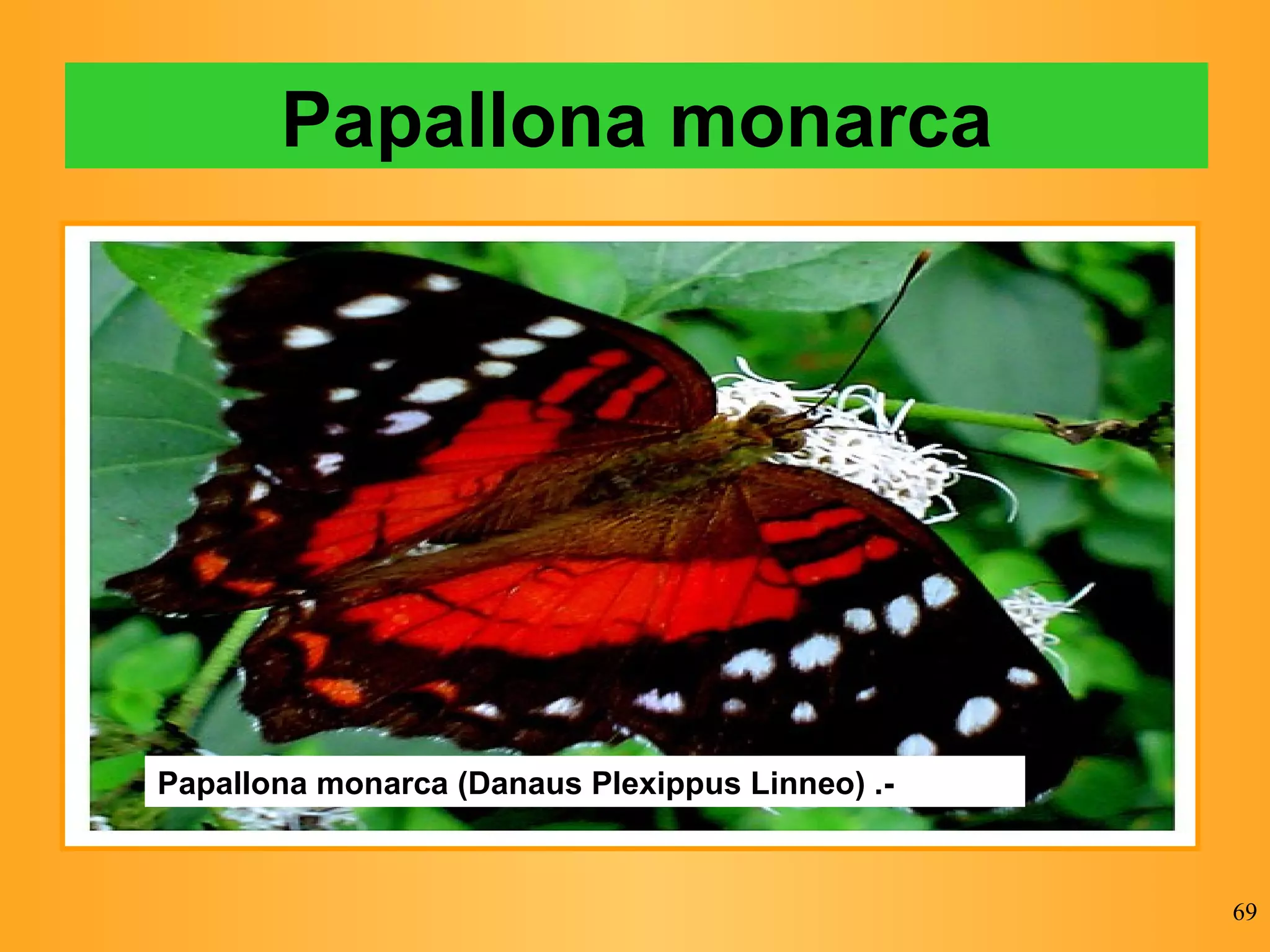 Papallona monarca Papallona monarca (Danaus Plexippus Linneo) .- 