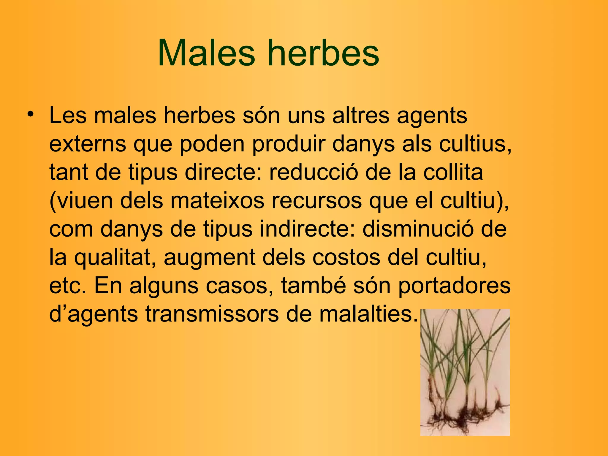 Males herbes Les males herbes són uns altres agents externs que poden produir danys als cultius, tant de tipus directe: reducció de la collita (viuen dels mateixos recursos que el cultiu), com danys de tipus indirecte: disminució de la qualitat, augment dels costos del cultiu, etc. En alguns casos, també són portadores d’agents transmissors de malalties.  