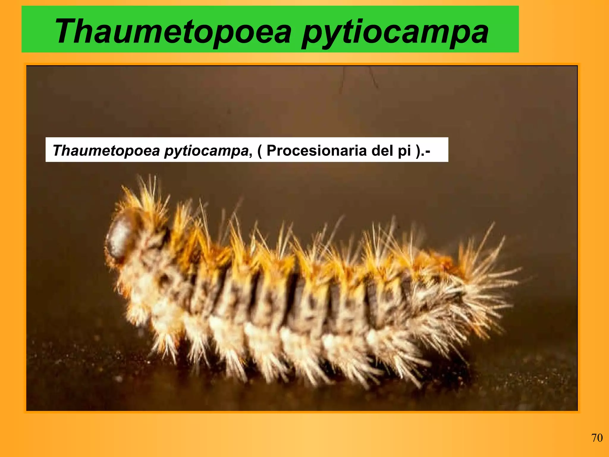 Thaumetopoea pytiocampa Thaumetopoea pytiocampa , ( Procesionaria del pi ).-   