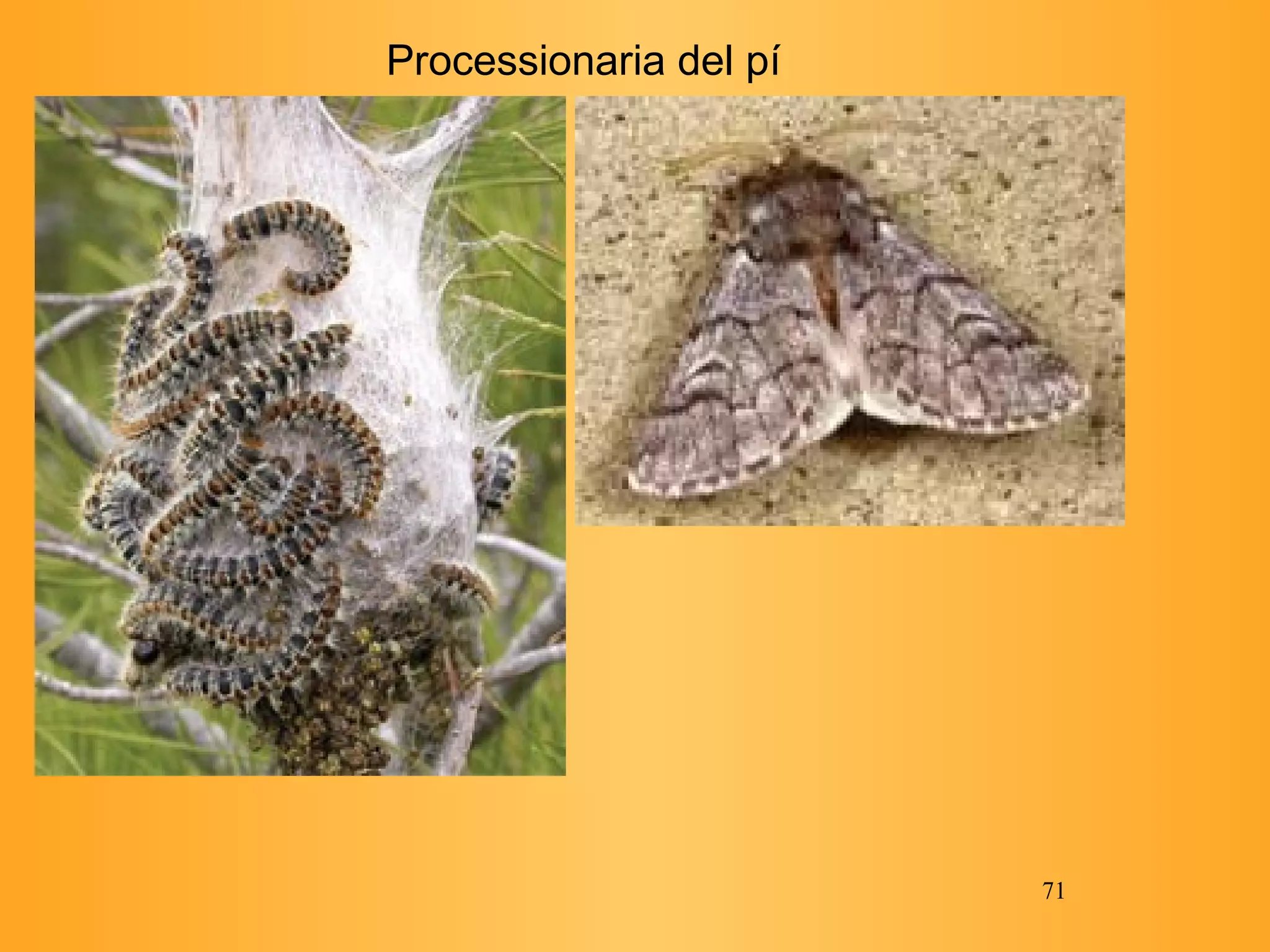Processionaria del pí 
