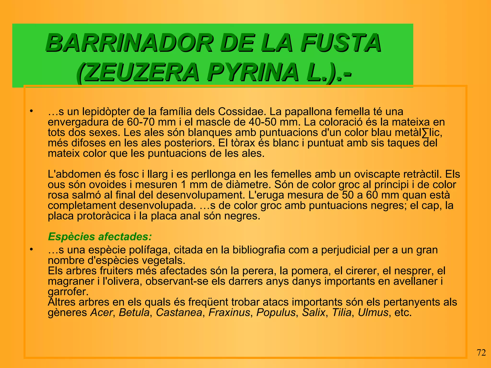 BARRINADOR DE LA FUSTA (ZEUZERA PYRINA L.).- És un lepidòpter de la família dels Cossidae. La papallona femella té una envergadura de 60-70 mm i el mascle de 40-50 mm. La coloració és la mateixa en tots dos sexes. Les ales són blanques amb puntuacions d'un color blau metàl·lic, més difoses en les ales posteriors. El tòrax és blanc i puntuat amb sis taques del mateix color que les puntuacions de les ales. L'abdomen és fosc i llarg i es perllonga en les femelles amb un oviscapte retràctil. Els ous són ovoides i mesuren 1 mm de diàmetre. Són de color groc al principi i de color rosa salmó al final del desenvolupament. L'eruga mesura de 50 a 60 mm quan està completament desenvolupada. És de color groc amb puntuacions negres; el cap, la placa protoràcica i la placa anal són negres. Espècies afectades: És una espècie polífaga, citada en la bibliografia com a perjudicial per a un gran nombre d'espècies vegetals. Els arbres fruiters més afectades són la perera, la pomera, el cirerer, el nesprer, el magraner i l'olivera, observant-se els darrers anys danys importants en avellaner i garrofer. Altres arbres en els quals és freqüent trobar atacs importants són els pertanyents als gèneres  Acer ,  Betula ,  Castanea ,  Fraxinus ,  Populus ,  Salix ,  Tilia ,  Ulmus , etc. 