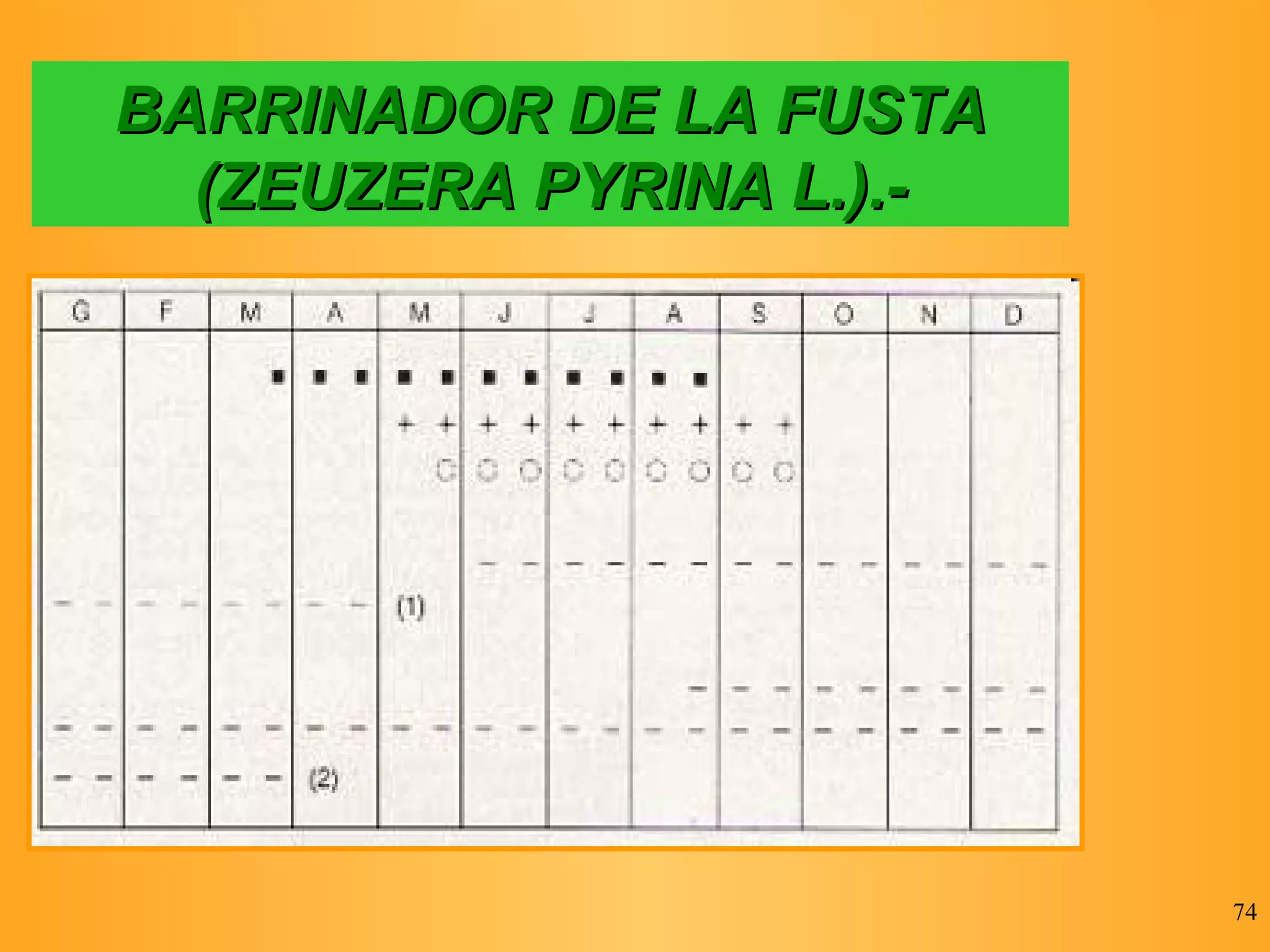 BARRINADOR DE LA FUSTA (ZEUZERA PYRINA L.).- 