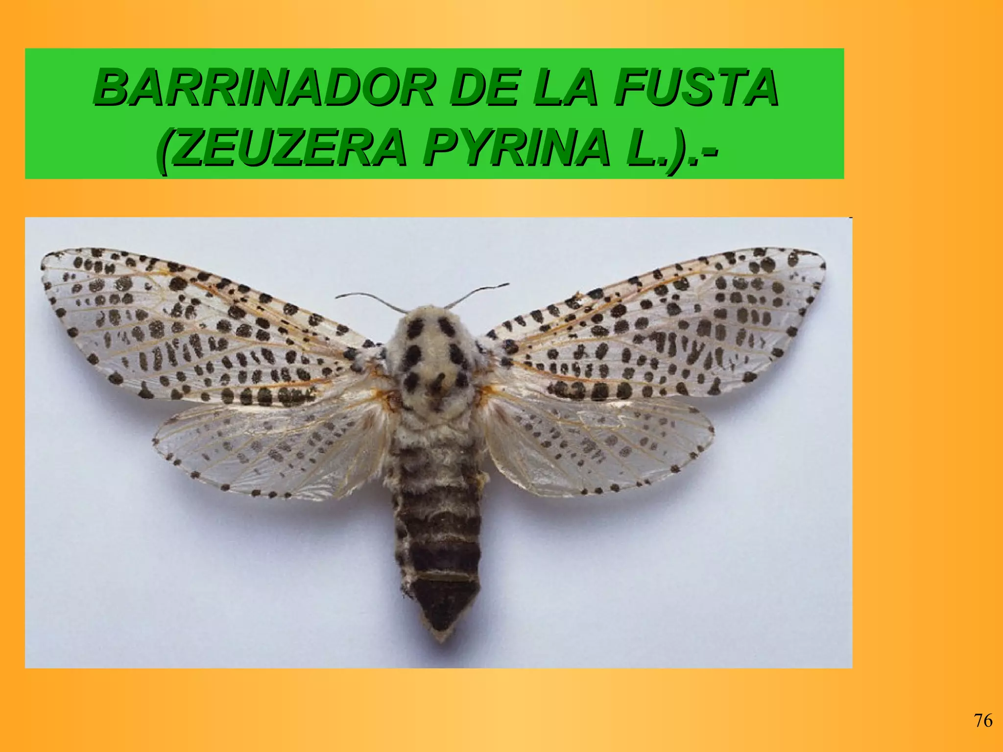 BARRINADOR DE LA FUSTA (ZEUZERA PYRINA L.).- 