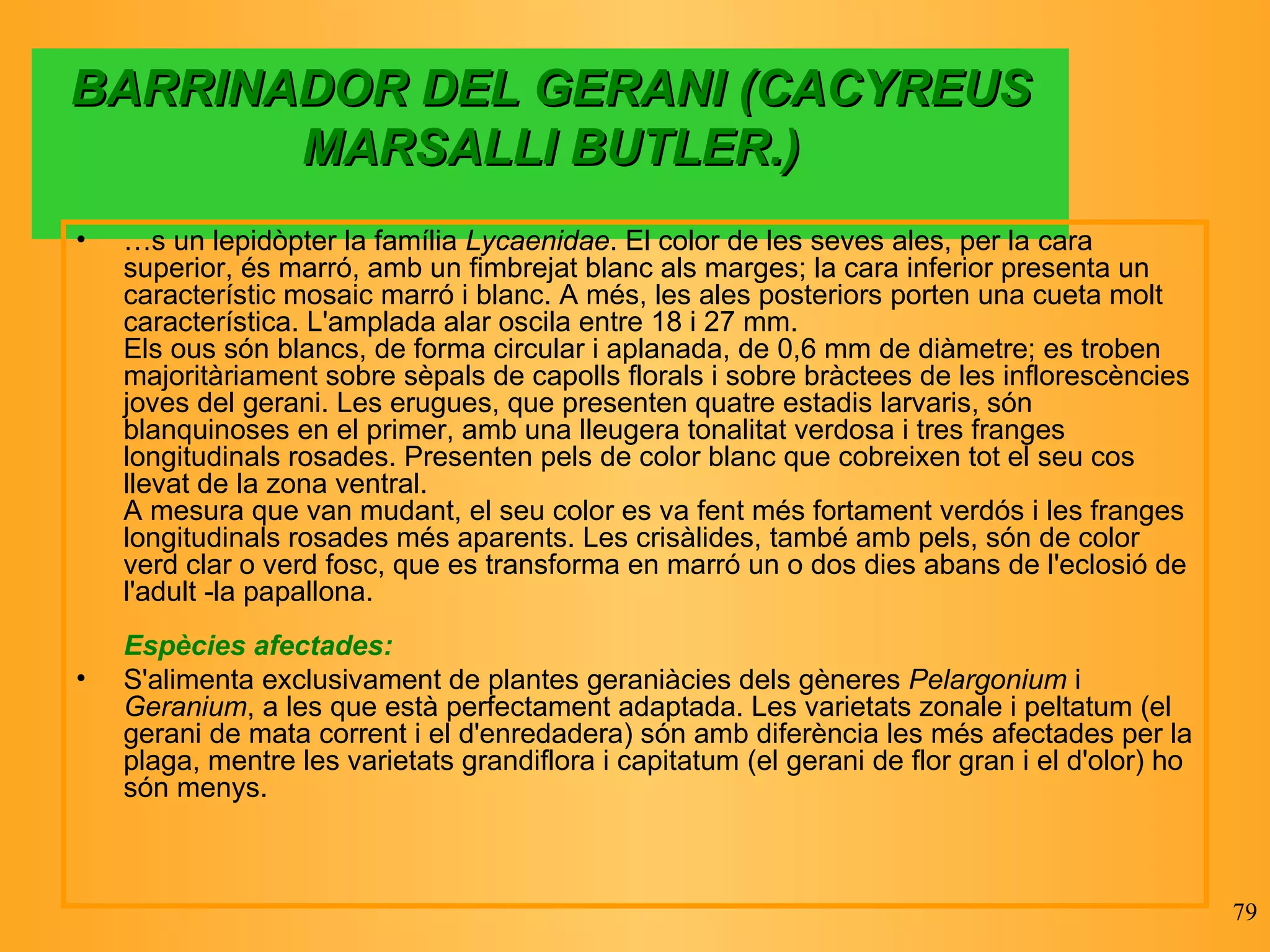BARRINADOR DEL GERANI (CACYREUS MARSALLI BUTLER.) És un lepidòpter la família  Lycaenidae . El color de les seves ales, per la cara superior, és marró, amb un fimbrejat blanc als marges; la cara inferior presenta un característic mosaic marró i blanc. A més, les ales posteriors porten una cueta molt característica. L'amplada alar oscila entre 18 i 27 mm. Els ous són blancs, de forma circular i aplanada, de 0,6 mm de diàmetre; es troben majoritàriament sobre sèpals de capolls florals i sobre bràctees de les inflorescències joves del gerani. Les erugues, que presenten quatre estadis larvaris, són blanquinoses en el primer, amb una lleugera tonalitat verdosa i tres franges longitudinals rosades. Presenten pels de color blanc que cobreixen tot el seu cos llevat de la zona ventral. A mesura que van mudant, el seu color es va fent més fortament verdós i les franges longitudinals rosades més aparents. Les crisàlides, també amb pels, són de color verd clar o verd fosc, que es transforma en marró un o dos dies abans de l'eclosió de l'adult -la papallona. Espècies afectades: S'alimenta exclusivament de plantes geraniàcies dels gèneres  Pelargonium  i  Geranium , a les que està perfectament adaptada. Les varietats zonale i peltatum (el gerani de mata corrent i el d'enredadera) són amb diferència les més afectades per la plaga, mentre les varietats grandiflora i capitatum (el gerani de flor gran i el d'olor) ho són menys. 