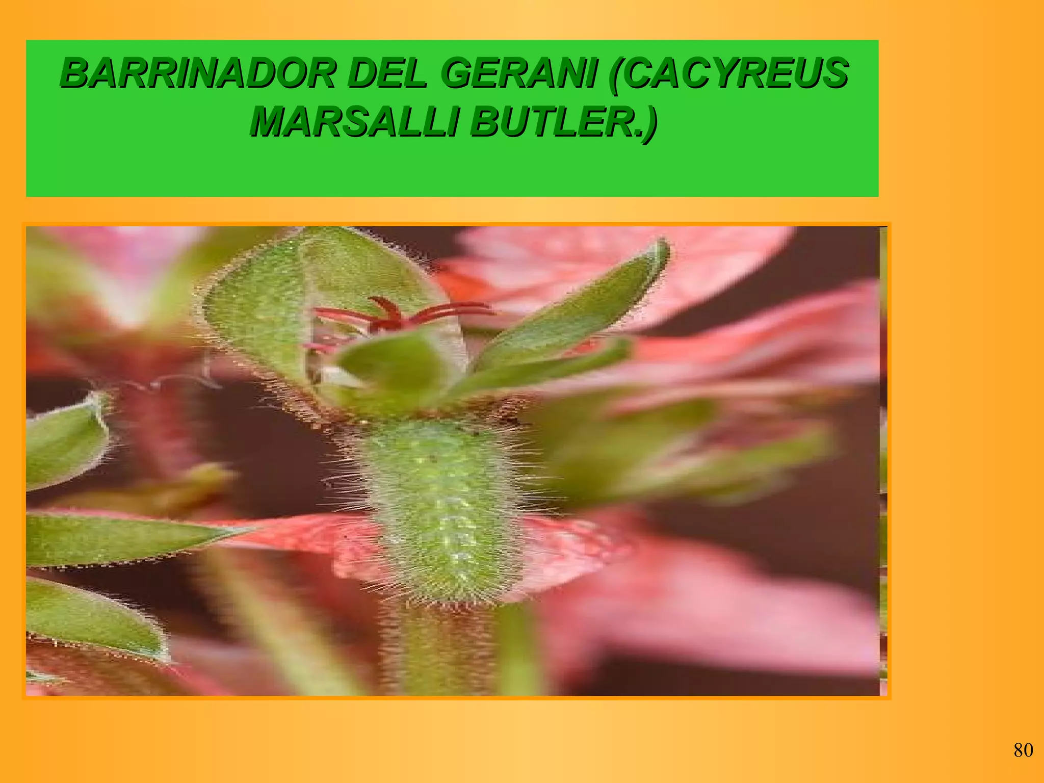 BARRINADOR DEL GERANI (CACYREUS MARSALLI BUTLER.) 