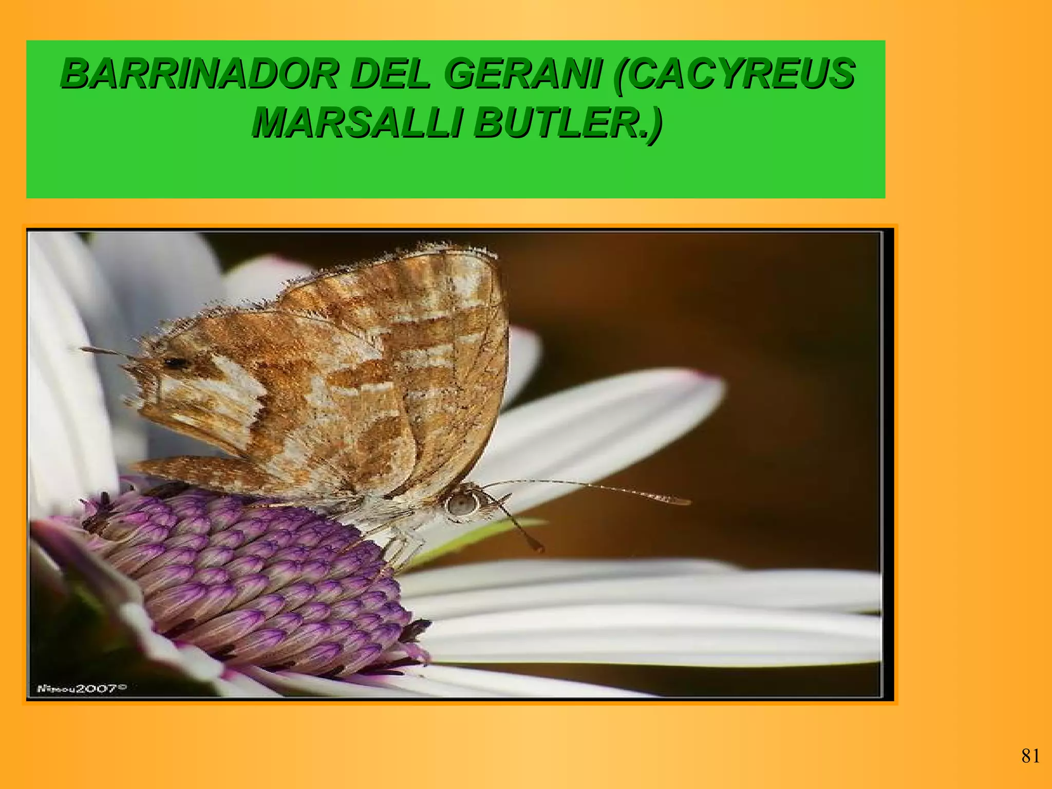 BARRINADOR DEL GERANI (CACYREUS MARSALLI BUTLER.) 