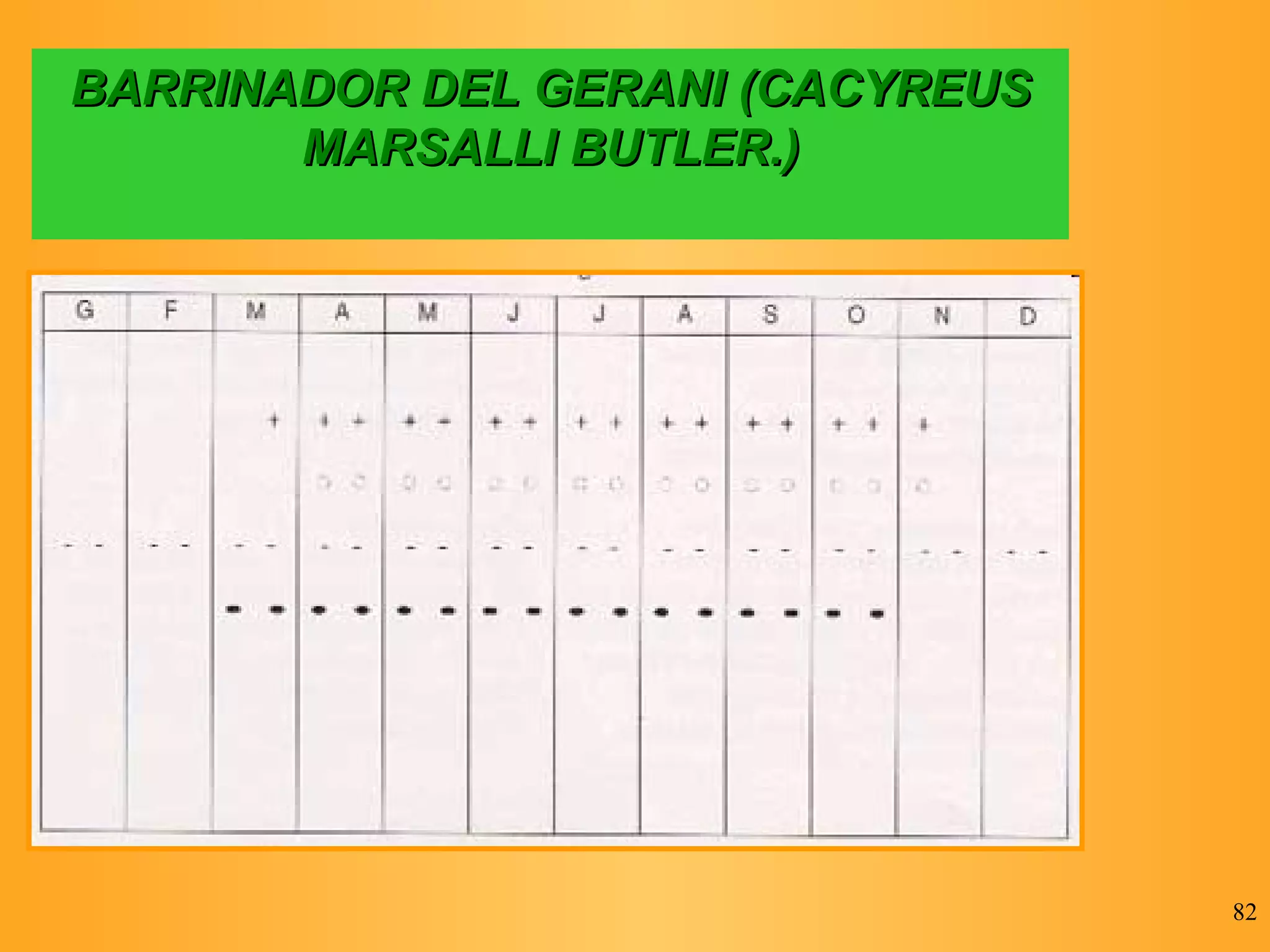 BARRINADOR DEL GERANI (CACYREUS MARSALLI BUTLER.) 