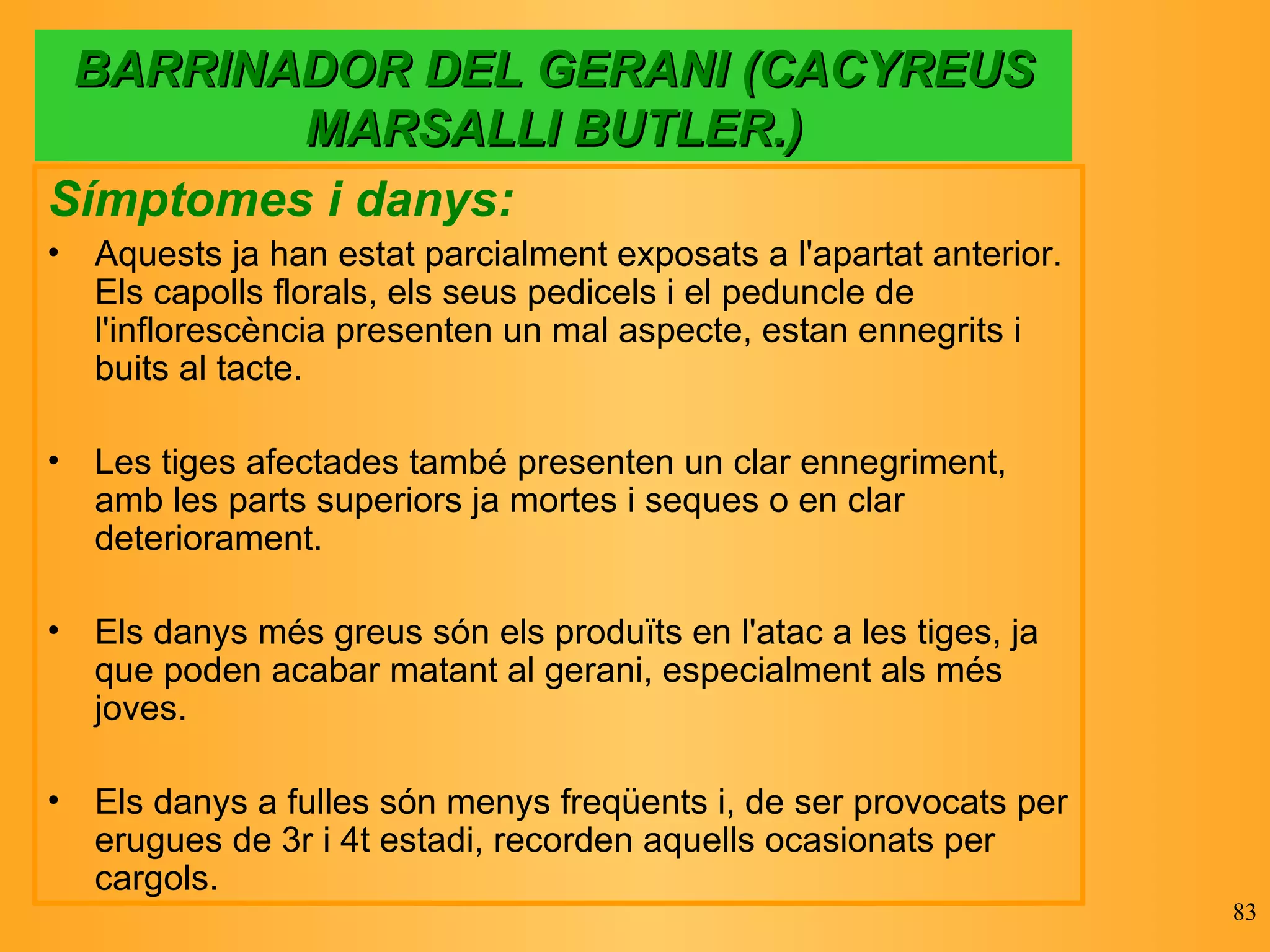 BARRINADOR DEL GERANI (CACYREUS MARSALLI BUTLER.) Símptomes i danys: Aquests ja han estat parcialment exposats a l'apartat anterior. Els capolls florals, els seus pedicels i el peduncle de l'inflorescència presenten un mal aspecte, estan ennegrits i buits al tacte.  Les tiges afectades també presenten un clar ennegriment, amb les parts superiors ja mortes i seques o en clar deteriorament. Els danys més greus són els produïts en l'atac a les tiges, ja que poden acabar matant al gerani, especialment als més joves.  Els danys a fulles són menys freqüents i, de ser provocats per erugues de 3r i 4t estadi, recorden aquells ocasionats per cargols.  