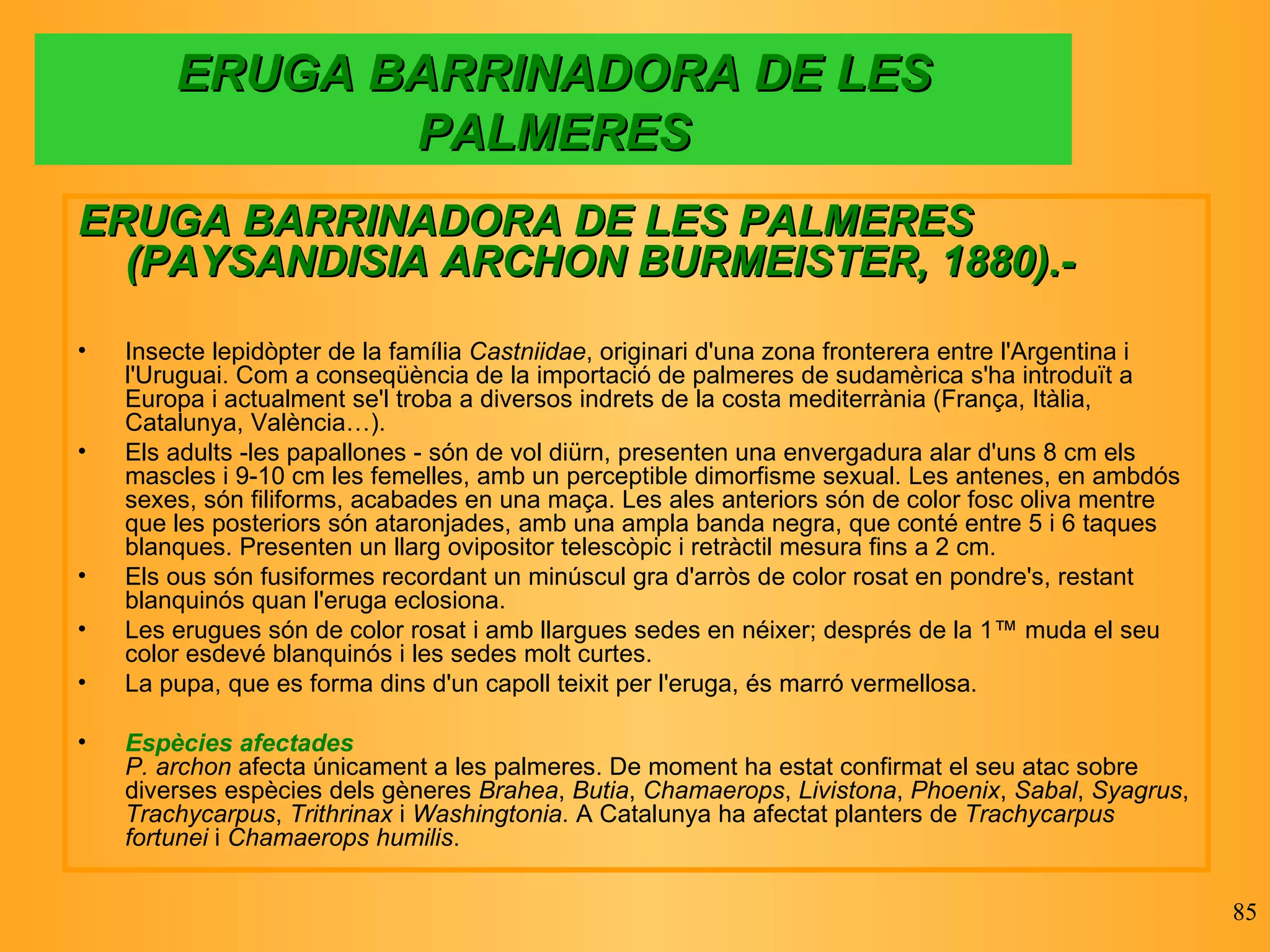 ERUGA BARRINADORA DE LES PALMERES ERUGA BARRINADORA DE LES PALMERES (PAYSANDISIA ARCHON BURMEISTER, 1880).- Insecte lepidòpter de la família  Castniidae , originari d'una zona fronterera entre l'Argentina i l'Uruguai. Com a conseqüència de la importació de palmeres de sudamèrica s'ha introduït a Europa i actualment se'l troba a diversos indrets de la costa mediterrània (França, Itàlia, Catalunya, València…). Els adults -les papallones - són de vol diürn, presenten una envergadura alar d'uns 8 cm els mascles i 9-10 cm les femelles, amb un perceptible dimorfisme sexual. Les antenes, en ambdós sexes, són filiforms, acabades en una maça. Les ales anteriors són de color fosc oliva mentre que les posteriors són ataronjades, amb una ampla banda negra, que conté entre 5 i 6 taques blanques. Presenten un llarg ovipositor telescòpic i retràctil mesura fins a 2 cm. Els ous són fusiformes recordant un minúscul gra d'arròs de color rosat en pondre's, restant blanquinós quan l'eruga eclosiona. Les erugues són de color rosat i amb llargues sedes en néixer; després de la 1ª muda el seu color esdevé blanquinós i les sedes molt curtes.  La pupa, que es forma dins d'un capoll teixit per l'eruga, és marró vermellosa. Espècies afectades P. archon  afecta únicament a les palmeres. De moment ha estat confirmat el seu atac sobre diverses espècies dels gèneres  Brahea ,  Butia ,  Chamaerops ,  Livistona ,  Phoenix ,  Sabal ,  Syagrus ,  Trachycarpus ,  Trithrinax  i  Washingtonia . A Catalunya ha afectat planters de  Trachycarpus fortunei  i  Chamaerops humilis . 