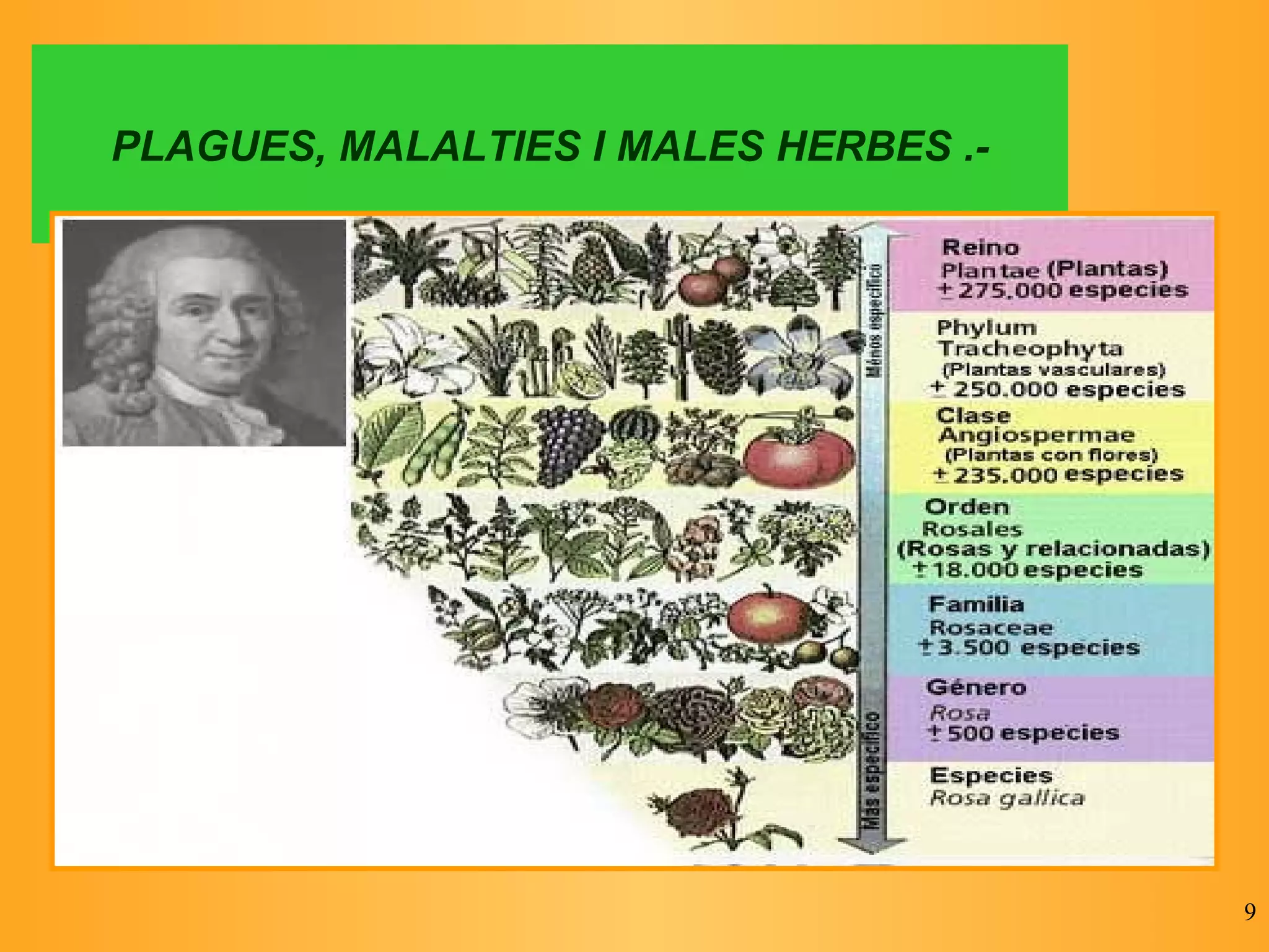 PLAGUES, MALALTIES I MALES HERBES .- 
