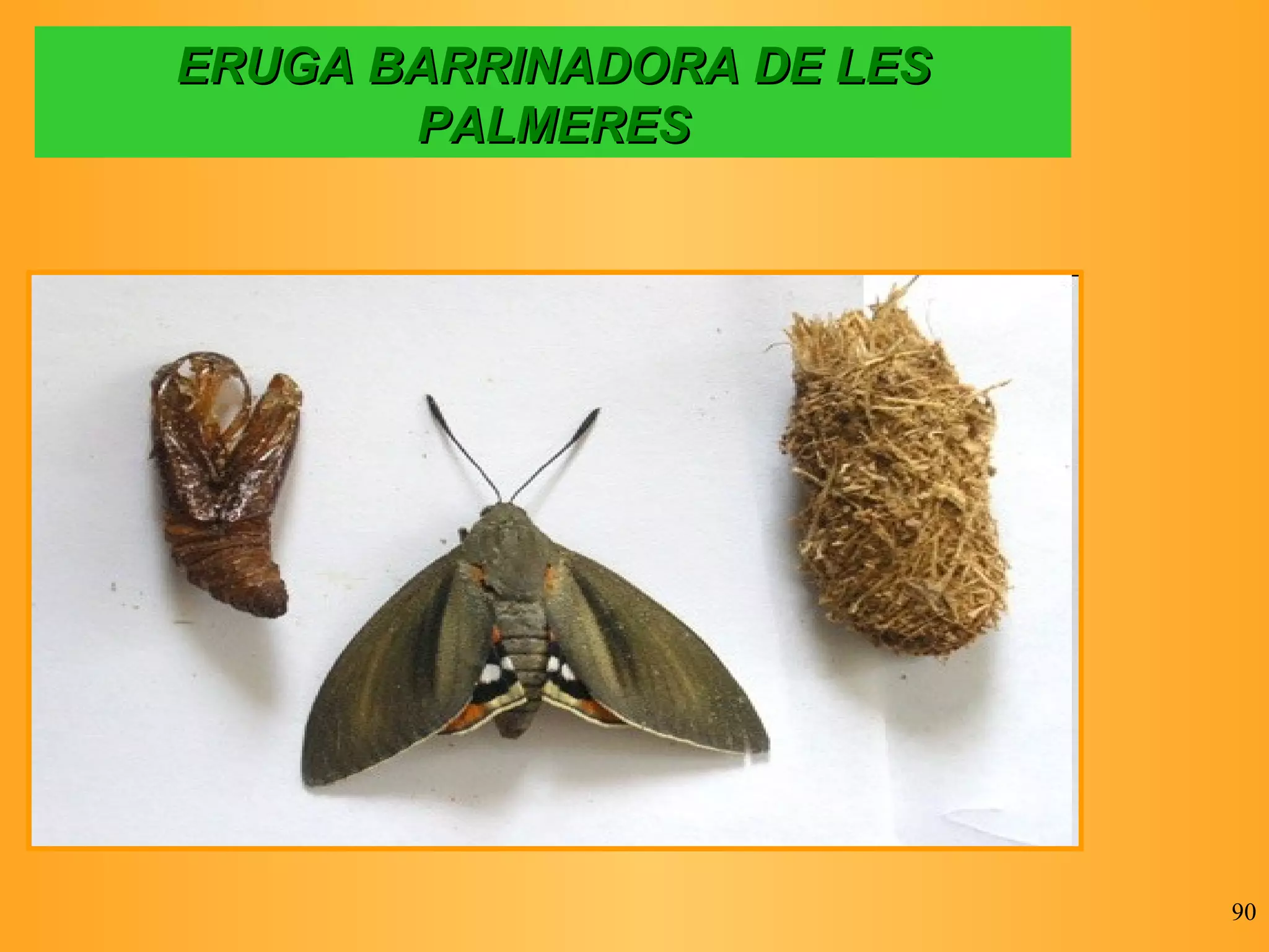 ERUGA BARRINADORA DE LES PALMERES 