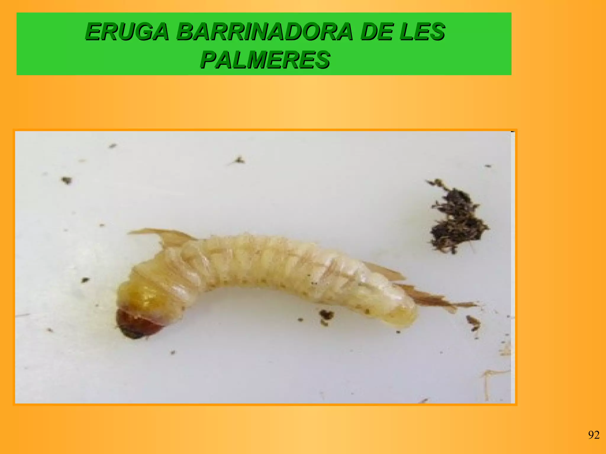 ERUGA BARRINADORA DE LES PALMERES 
