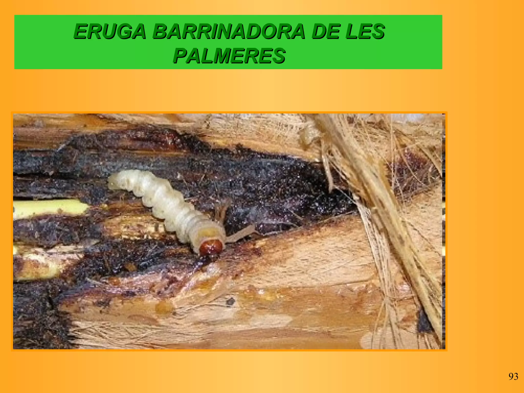 ERUGA BARRINADORA DE LES PALMERES 