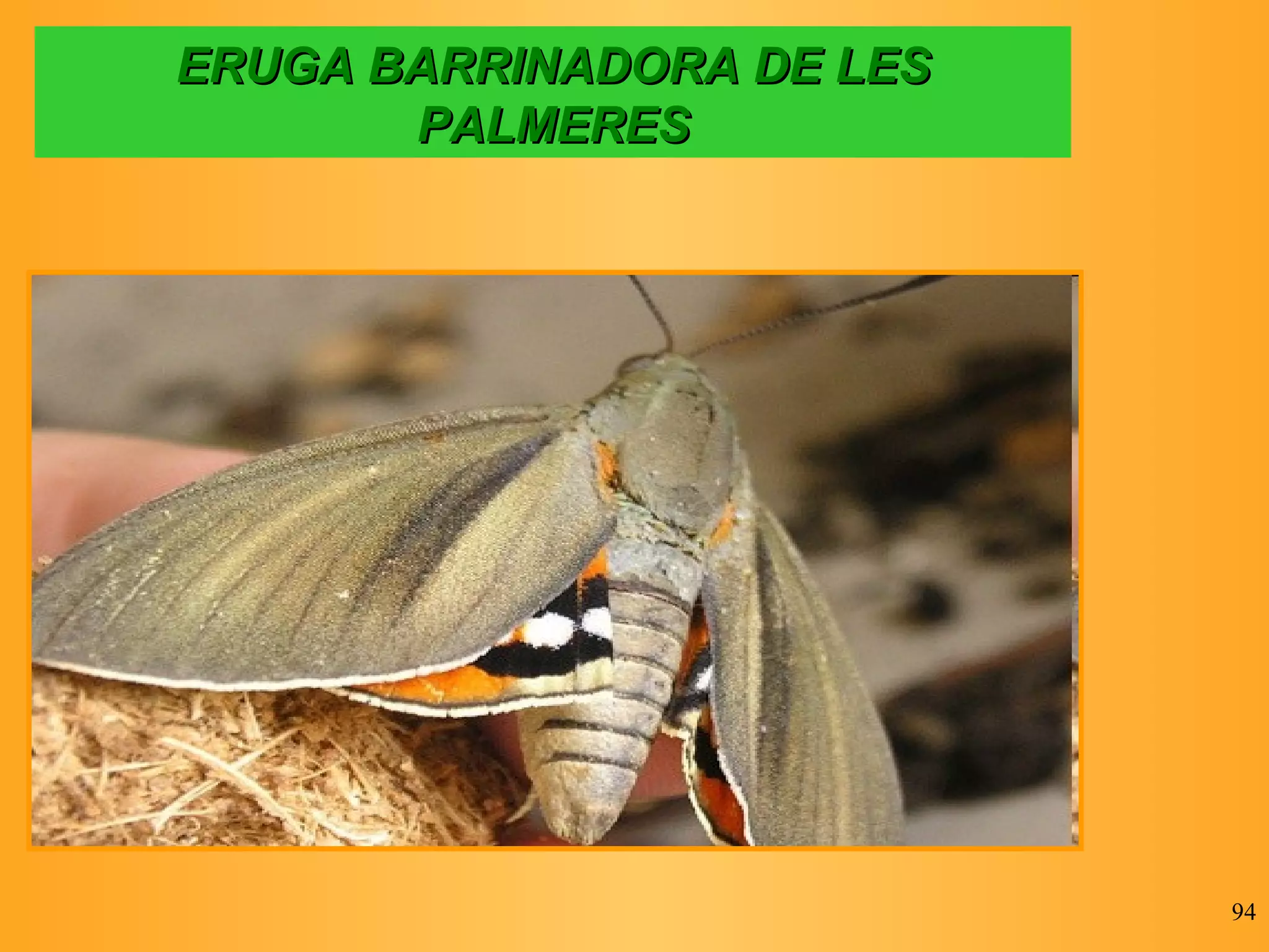ERUGA BARRINADORA DE LES PALMERES 