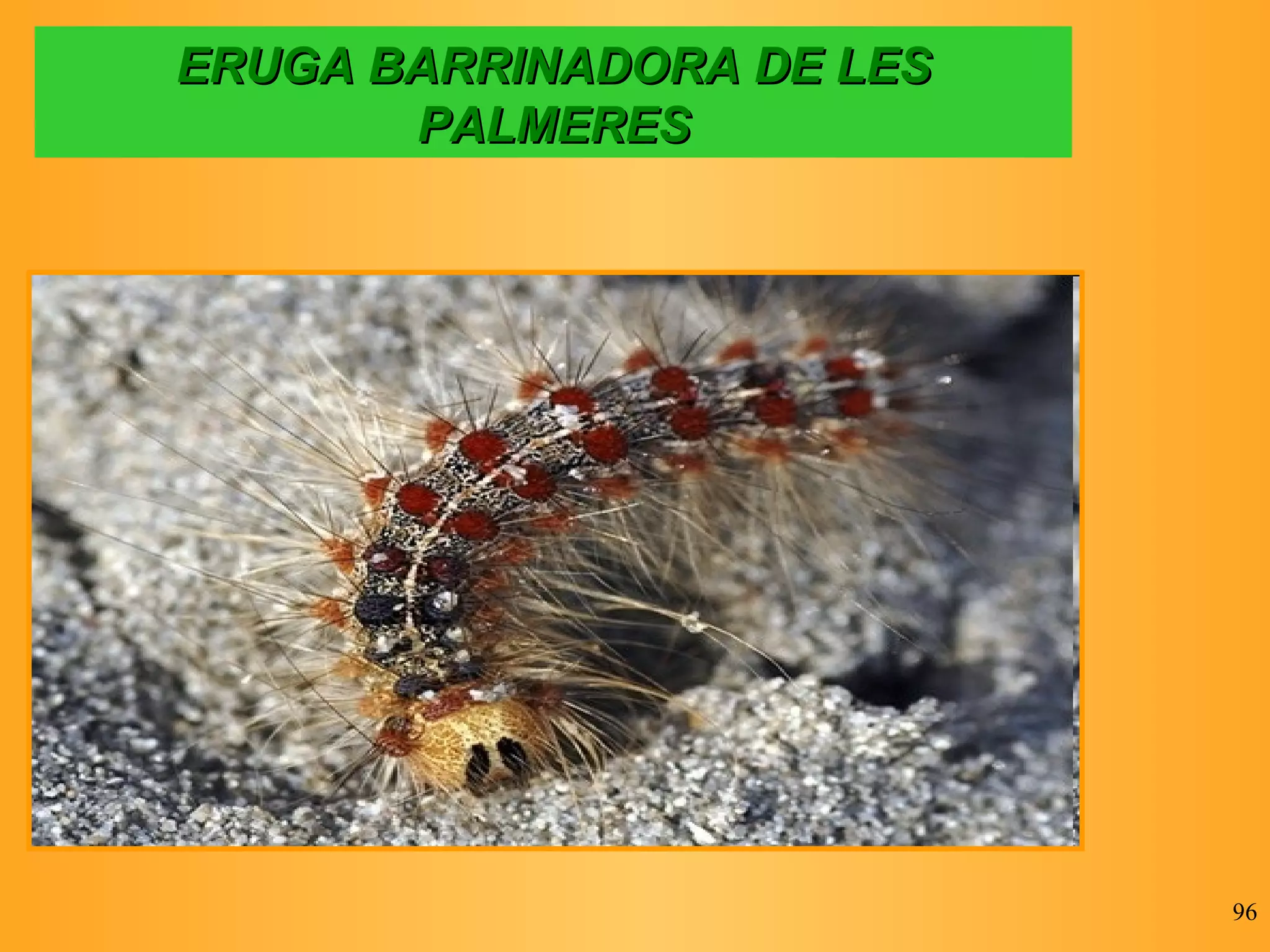 ERUGA BARRINADORA DE LES PALMERES 