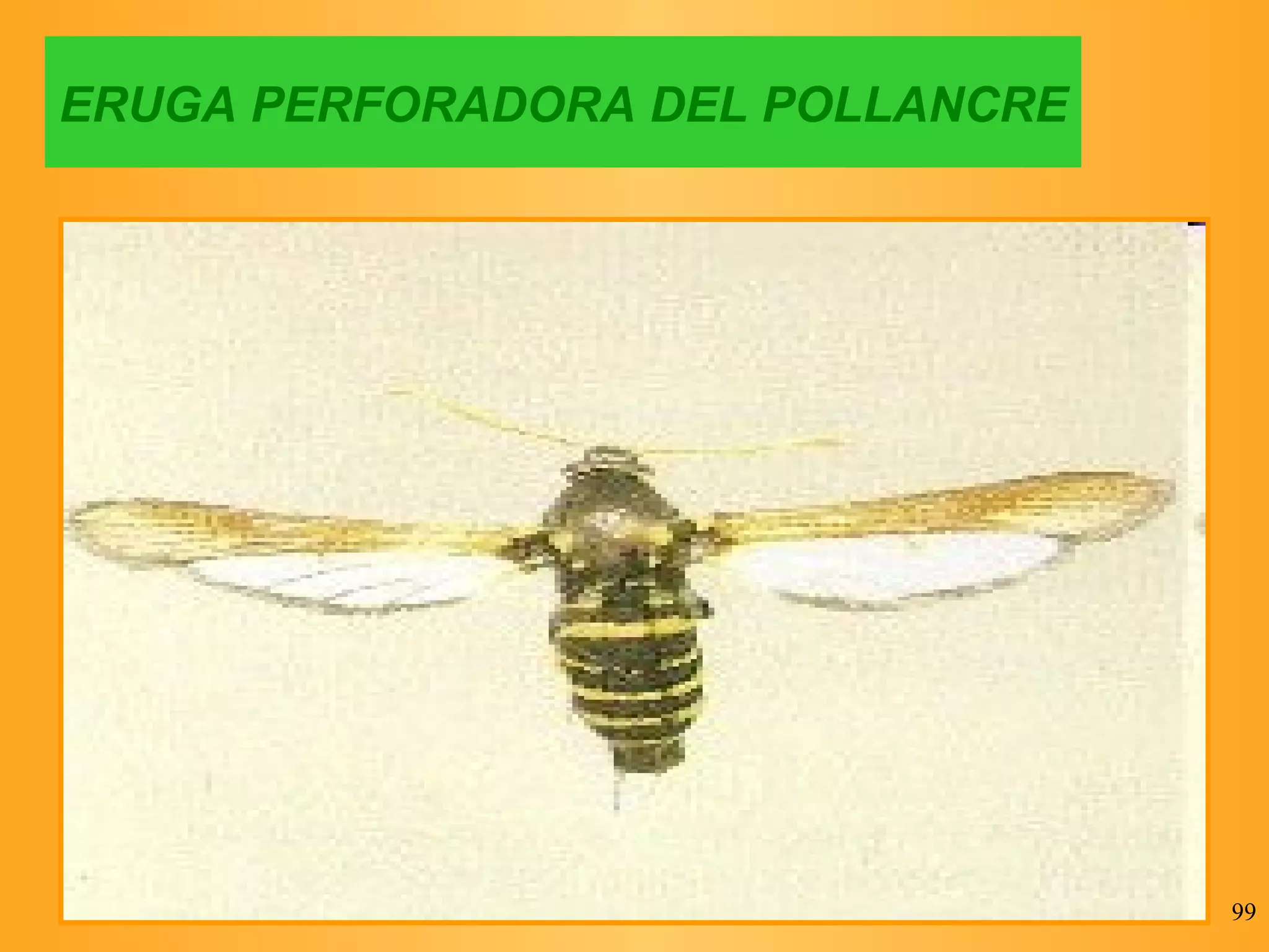 ERUGA PERFORADORA DEL POLLANCRE 