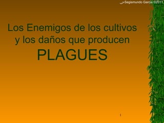 ﴀ Segismundo Garcia ©2011 Los Enemigos de los cultivos y los daños que producen PLAGUES 