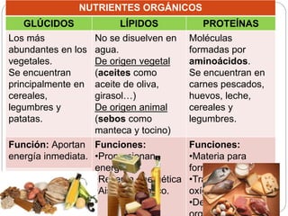 NUTRIENTES ORGÁNICOS
GLÚCIDOS LÍPIDOS PROTEÍNAS
Los más
abundantes en los
vegetales.
Se encuentran
principalmente en
cereales,
legumbres y
patatas.
No se disuelven en
agua.
De origen vegetal
(aceites como
aceite de oliva,
girasol…)
De origen animal
(sebos como
manteca y tocino)
Moléculas
formadas por
aminoácidos.
Se encuentran en
carnes pescados,
huevos, leche,
cereales y
legumbres.
Función: Aportan
energía inmediata.
Funciones:
•Proporcionan
energía
•Reserva energética
•Aislante térmico.
Funciones:
•Materia para
formar células.
•Transportan
oxígeno.
•Defensa del
EJ: Glucosa,
sacarosa,
celulosa, almidón.
 
