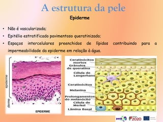 A estrutura da pele
Epiderme
• Não é vascularizada;
• Epitélio estratificado pavimentoso queratinizado;
• Espaços intercelulares preenchidos de lípidos contribuindo para a
impermeabilidade da epiderme em relação à água.
 