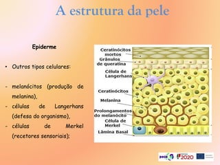 A estrutura da pele
Epiderme
• Outros tipos celulares:
- melanócitos (produção de
melanina),
- células de Langerhans
(defesa do organismo),
- células de Merkel
(recetores sensoriais);
 