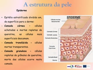 A estrutura da pele
Epiderme
• Epitélio estratificado dividido em,
da superfície para a derme:
- Camada córnea – células
achatadas e mortas repletas de
queratina, as células mais
superficiais descamam.
- Camada translúcida - células
mortas transparentes.
- Camada granulosa - células
repletas de grânulos de queratina,
morte das células ocorre nesta
camada.
 