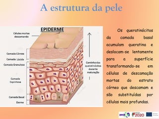 A estrutura da pele
Os queratinócitos
da camada basal
acumulam queratina e
deslocam-se lentamente
para a superfície
transformando-se em
células de descamação
mortas do estrato
córneo que descamam e
são substituídas por
células mais profundas.
 