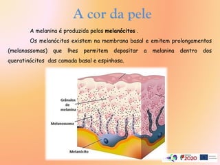 A cor da pele
A melanina é produzida pelos melanócitos .
Os melanócitos existem na membrana basal e emitem prolongamentos
(melanossomas) que lhes permitem depositar a melanina dentro dos
queratinócitos das camada basal e espinhosa.
 