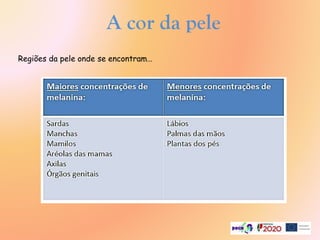 A cor da pele
Regiões da pele onde se encontram…
 