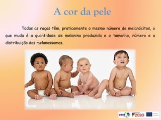 A cor da pele
Todas as raças têm, praticamente o mesmo número de melanócitos, o
que muda é a quantidade de melanina produzida e o tamanho, número e a
distribuição dos melanossomas.
 