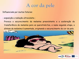 A cor da pele
Influenciada por muitos fatores:
- exposição a radiação ultravioleta ;
Provoca o escurecimento da melanina preexistente e a aceleração da
transferência de melanina para os queratinócitos, e numa segunda etapa, a
síntese de melanina é aumentada, originando o escurecimento da cor da pele.
 