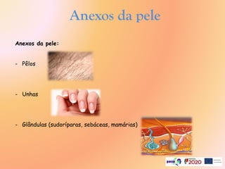 Anexos da pele
Anexos da pele:
- Pêlos
- Unhas
- Glândulas (sudoríparas, sebáceas, mamárias)
 