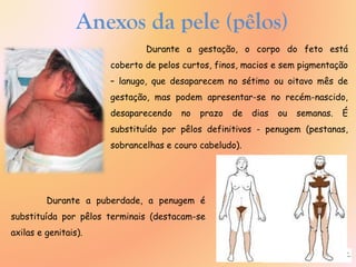 Anexos da pele (pêlos)
Durante a gestação, o corpo do feto está
coberto de pelos curtos, finos, macios e sem pigmentação
– lanugo, que desaparecem no sétimo ou oitavo mês de
gestação, mas podem apresentar-se no recém-nascido,
desaparecendo no prazo de dias ou semanas. É
substituído por pêlos definitivos - penugem (pestanas,
sobrancelhas e couro cabeludo).
Durante a puberdade, a penugem é
substituída por pêlos terminais (destacam-se
axilas e genitais).
 