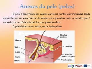 Anexos da pele (pelos)
O pêlo é constituído por células epiteliais mortas queratinizadas sendo
composto por um eixo central de células com queratina mole, a medula, que é
rodeada por um córtex de células com queratina dura.
O pêlo divide-se em: haste, raiz e bolbo piloso.
 
