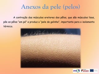 Anexos da pele (pelos)
A contração dos músculos eretores dos pêlos, que são músculos lisos,
põe os pêlos “em pé” e produz a “pele de galinha”, importante para o isolamento
térmico.
 