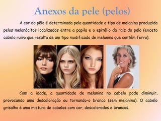 Anexos da pele (pelos)
A cor do pêlo é determinada pela quantidade e tipo de melanina produzida
pelos melanócitos localizados entre a papila e o epitélio da raiz do pelo (exceto
cabelo ruivo que resulta de um tipo modificado de melanina que contém ferro).
Com a idade, a quantidade de melanina no cabelo pode diminuir,
provocando uma descoloração ou tornando-o branco (sem melanina). O cabelo
grisalho é uma mistura de cabelos com cor, descolorados e brancos.
 