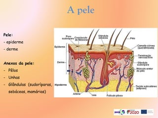 A pele
Pele:
- epiderme
- derme
Anexos da pele:
- Pêlos
- Unhas
- Glândulas (sudoríparas,
sebáceas, mamárias)
 
