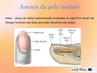 Anexos da pele (unhas)
Unhas - placas de células queratinizadas localizadas na superfície dorsal das
falanges terminais dos dedos (proteção das pontas dos dedos) .
 