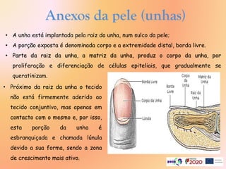 Anexos da pele (unhas)
• A unha está implantada pela raiz da unha, num sulco da pele;
• A porção exposta é denominada corpo e a extremidade distal, borda livre.
• Parte da raiz da unha, a matriz da unha, produz o corpo da unha, por
proliferação e diferenciação de células epiteliais, que gradualmente se
queratinizam.
• Próximo da raiz da unha o tecido
não está firmemente aderido ao
tecido conjuntivo, mas apenas em
contacto com o mesmo e, por isso,
esta porção da unha é
esbranquiçada e chamada lúnula
devido a sua forma, sendo a zona
de crescimento mais ativo.
 