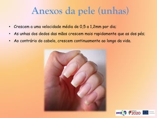 Anexos da pele (unhas)
• Crescem a uma velocidade média de 0,5 a 1,2mm por dia;
• As unhas dos dedos das mãos crescem mais rapidamente que as dos pés;
• Ao contrário do cabelo, crescem continuamente ao longo da vida.
 