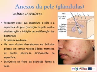 Anexos da pele (glândulas)
GLÂNDULAS SEBÁCEAS
• Produzem sebo, que engordura o pêlo e a
superfície da pele (proteção da pele contra
desidratação e inibição da proliferação das
bactérias);
• Situam-se na derme;
• Os seus ductos desembocam em folículos
pilosos; em certas regiões (lábios, mamilos),
os ductos abrem-se diretamente na
superfície;
• Distúrbios no fluxo da secreção forma a
acne.
 