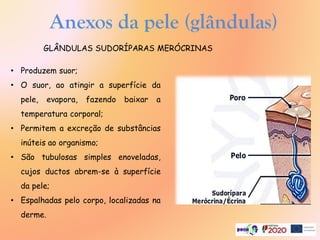 Anexos da pele (glândulas)
• Produzem suor;
• O suor, ao atingir a superfície da
pele, evapora, fazendo baixar a
temperatura corporal;
• Permitem a excreção de substâncias
inúteis ao organismo;
• São tubulosas simples enoveladas,
cujos ductos abrem-se à superfície
da pele;
• Espalhadas pelo corpo, localizadas na
derme.
GLÂNDULAS SUDORÍPARAS MERÓCRINAS
 