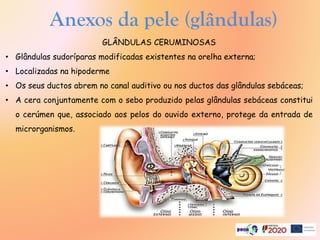 Anexos da pele (glândulas)
GLÂNDULAS CERUMINOSAS
• Glândulas sudoríparas modificadas existentes na orelha externa;
• Localizadas na hipoderme
• Os seus ductos abrem no canal auditivo ou nos ductos das glândulas sebáceas;
• A cera conjuntamente com o sebo produzido pelas glândulas sebáceas constitui
o cerúmen que, associado aos pelos do ouvido externo, protege da entrada de
microrganismos.
 