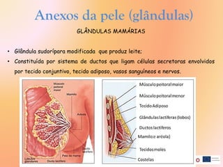 Anexos da pele (glândulas)
GLÂNDULAS MAMÁRIAS
• Glândula sudorípara modificada que produz leite;
• Constituída por sistema de ductos que ligam células secretoras envolvidos
por tecido conjuntivo, tecido adiposo, vasos sanguíneos e nervos.
 