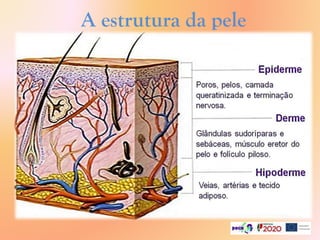 A estrutura da pele
 