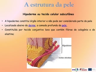 A estrutura da pele
Hipoderme ou tecido celular subcutâneo
• A hipoderme constitui órgão interior e não pode ser considerada parte da pele
• Localizada abaixo da derme, a camada profunda da pele,
• Constituída por tecido conjuntivo laxo que contém fibras de colagénio e de
elastina;
 