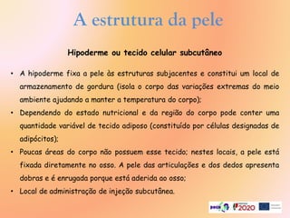 A estrutura da pele
Hipoderme ou tecido celular subcutâneo
• A hipoderme fixa a pele às estruturas subjacentes e constitui um local de
armazenamento de gordura (isola o corpo das variações extremas do meio
ambiente ajudando a manter a temperatura do corpo);
• Dependendo do estado nutricional e da região do corpo pode conter uma
quantidade variável de tecido adiposo (constituído por células designadas de
adipócitos);
• Poucas áreas do corpo não possuem esse tecido; nestes locais, a pele está
fixada diretamente no osso. A pele das articulações e dos dedos apresenta
dobras e é enrugada porque está aderida ao osso;
• Local de administração de injeção subcutânea.
 