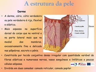 A estrutura da pele
Derme
• A derme, cório, cútis verdadeira
ou pele verdadeira é rija, flexível
e elástica.
• Mais espessa na superfície
dorsal do corpo que na ventral e
na parte lateral mais que na
medial dos membros,
excessivamente fina e delicada
nas pálpebras, escroto e pénis.
• Constituída por tecido conjuntivo denso irregular com quantidade variável de
fibras elásticas e numerosos nervos, vasos sanguíneos e linfáticos e poucas
células adiposas.
• Dividida em duas camadas: camada reticular, camada papilar
 