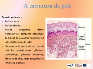A estrutura da pele
Camada reticular:
- Mais espessa;
- Mais profunda;
- Tecido conjuntivo denso
fibroelástico, composto sobretudo
de fibras de colagénio responsáveis
pela elasticidade da pele;
- Na zona mais profunda da camada
reticular encontram-se glândulas
sudoríparas, glândulas sebáceas,
folículos do pêlo, vasos sanguíneos e
linfáticos e nervos.
 